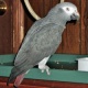 african-grey-parrot-african-grey-parrot-lahore