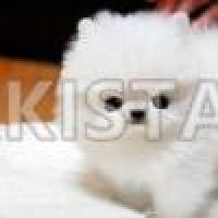 pomeranian-mini-boo-puppies-pure-white-2-left-pomeranian-bahawalnagar