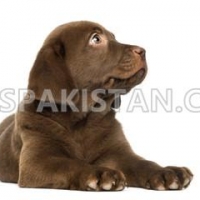 labrador-puppy-labrador-retriever-lahore-3