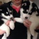 one-beautiful-siberian-husky-puppies-boy-other-ahmadpur