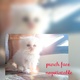 persians-kittens-available-persian-cats-islamabad-2