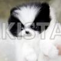 tea-cup-pomeranian-puppies-with-good-champion-bloodline-pomeranian-bahawalpur