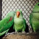 parrot-indian-ringneck-rawalpindi-4