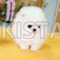 gorgeous-white-cream-pomeranian-puppies-available-pomeranian-bahter
