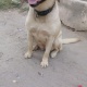 pedigree-bitch-19-month-age-labrador-retriever-lahore-2