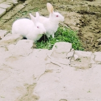 businessman--bhakkar