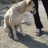 white-shepherd-breed-german-shepherd-karachi-5