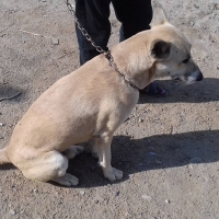 white-shepherd-breed-german-shepherd-karachi-3