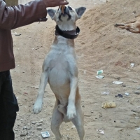 white-shepherd-breed-german-shepherd-karachi-2
