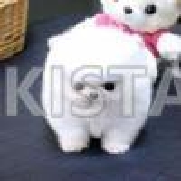 loving-home-wanted-for-gorgeous-parti-color-boy-pomeranian-bai-zai