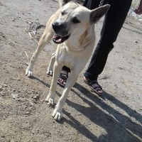 white-shepherd-breed-german-shepherd-karachi-6