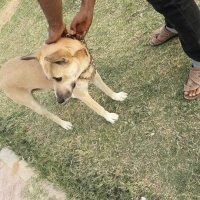 white-shepherd-breed-german-shepherd-karachi-4