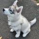 blue-eyed-siberian-husky-puppy-ready-other-abdul-hakim