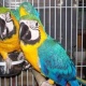 hand-tame-macaw-macaws-abbas-nagar