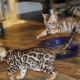 registered-bengal-kittens-kittens-for-adoption-bengal-allah-abad