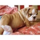 super-adorable-akc-english-bulldog-other-alipur-chatta