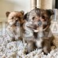 our-2-beautiful-pomeranian-girl-puppies-pomeranian-bahrain