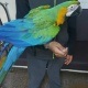 lovely-uk-hand-reared-catalina-macaw-other-lahore