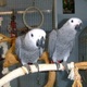 gorgeous-pair-african-grey-parrots-for-adoption-african-grey-parrot-amangarh-industrial-area