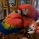 talking-red-scarlet-macaw-babies-parrots-available-with-large-cage-macaws-lahore-cantt