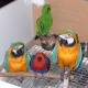 macaw-african-grey-cockatoo-rhea-conure-cockatiel-parrots-abdul-hakim