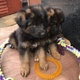 adorable-german-shepherd-puppies-ready-now-german-shepherd-girot