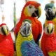 my-keke-parrots-for-sale-african-grey-parrot-adenzai-2
