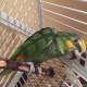 amazon-parrot-cage-other-barkhan