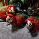 buy-parrots-parrot-eggs-and-feathers-macaws-rawalpindi-2