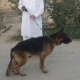 black-german-shepherd-dog-for-sale-serious-buyer-only-contact-me-german-shepherd-quetta-17