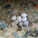 fertlised-parrot-eggs-for-sale-african-grey-parrot-bagh-o-bahar