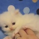 persian-kittens-persian-cats-lahore-2