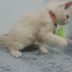 persian-male-cat-female-cat-and-kittens-for-sale-persian-cats-karachi-4