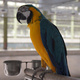 passionate-and-emotional-parrots-exotic-birds-and-eggs--islamabad