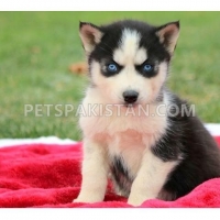 attractive-siberian-husky-puppy--abbasia