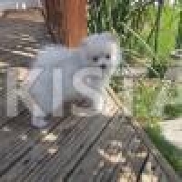 gorgeous-white-cream-pomeranian-puppies-available-pomeranian-balambat