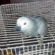 grey-congo-parrot-african-grey-parrot-karachi-3