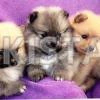 pure-mini-pomeranian-bearlike-kc-pomeranian-bannu