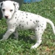 dalmatian-puppy-for-new-home-dalmatian-akhtar-abad