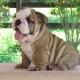 english-bulldog-puppies-other-daska-1