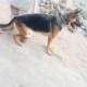 german-shephered-show-quality-female-german-shepherd-lahore