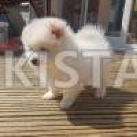 handsome-cream-pomeranian-puppy-boy-available-pomeranian-barkhan