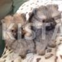 beautiful-pedigree-pomeranian-pups-pomeranian-basirpur