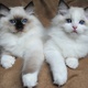 gorgeous-ragdoll-kittens-for-rehoming-the-abyssinian-abbasia