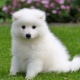 japanese-spitz-puppies-other-bahawalnagar-1