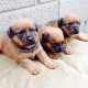 outstanding-rottweiler-puppies-for-sale-rottweiler-abadi-jalalpur-pirwala