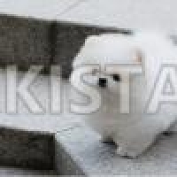 tiny-gorgeous-pomeranian-pups-pomeranian-bhiria-road