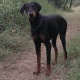 non-ped-serbian-bloodline-dobermann-pups-for-sale-doberman-islamabad-2