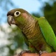 conure-parrot-other-abadi-jalalpur-pirwala