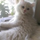 persian-kitten-for-sale-age-5-months-persian-cats-islamabad-3